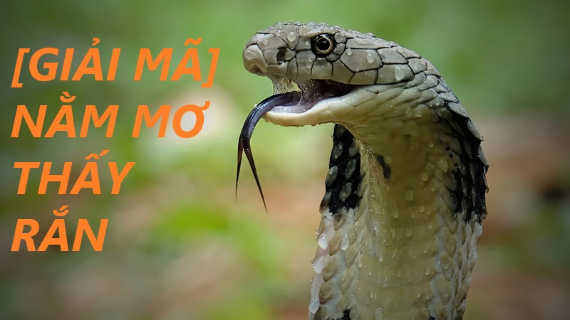 Mơ thấy rắn đánh con gì? Giải mã giấc mơ thấy rắn tại xổ số OK9 2 mơ thấy rắn